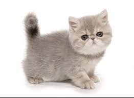 (pkd1) is a heritable form of polycystic kidney disease commonly seen in persians and cats with persian ancestry. I Present To You The Exotic Shorthair The Pug Of Cats Cats