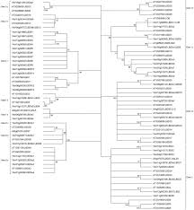The Lateral Organ Boundaries Domain Gene Family In Grapevine Genome Wide Characterization And Expression Analyses During Developmental Processes And Stress Responses Scientific Reports