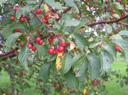 Apple Scab Of Apples And Crabapples Umn Extension