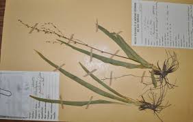 Image result for Chlorophytum gallabatense