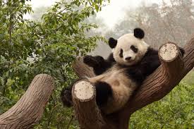 See more ideas about panda, panda bear, funny panda. 40 Funniest Pictures Of Panda Bears On The Internet Right Now Sublime China