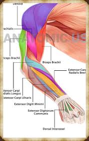 Anatomy 2020 Yoga Anatomisi Kas Sistemi Anatomi Ve Fizyoloji
