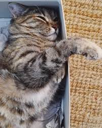 Pin On I Love Cats And Kittens