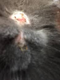I have read numerous different answers. My Cat Is Pregnant I Want To Say She Is Around 8 8 5 Weeks Along And I Noticed This Discharge Today In Photos Does This Look Like Petcoach