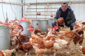 Du poulet entier à partager en famille aux plats prêts à savourer au quotidien : A La Ferme D Autrefois Poulets Et Pintades Eleves En Liberte Ici Et La Magazine