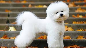 Bichon frise puppies for sale in wesley chapel, florida united states. Bichon Frise Puppies For Sale Greenfield Puppies