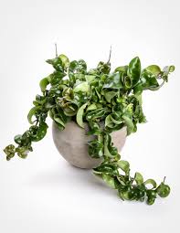We did not find results for: Hoya Carnosa Compacta Rope Hoya Pistils Nursery