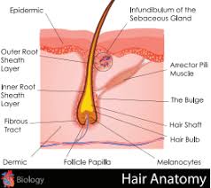 The rest of the hair, which is anchored in the follicle, lies below the. Human Hair Anatomy Hair Follicle Anatomy Ny Hair Loss