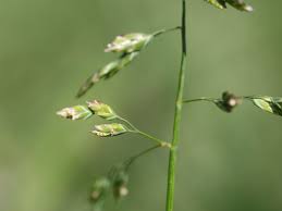Image result for Poa binata
