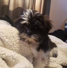 Puppies for sale, usda certified dog teacup puppies for sale, teacup, tiny toy and miniature puppies for adoption and rescue from iowa, ia. Fluffy Pups Teddy Bear Puppies Home Facebook