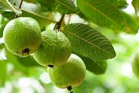 Feeding Guava Trees How And When To Fertilize Guava Trees