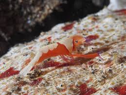 Image result for Corallocarpus schimperi