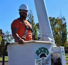 We'll leave your site clean and reduce the potential danger opposed by overgrown trees. Ricks Expert Tree Service Tree Services In Bucks County Pa