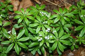 Andere Namen Leberkraut Herzensfreund Maikraut Waldmannlein Im Mittelalter Nahm Man Den Waldmeister Als Wurze Fur D Pflanzen Krauter Pflanzen Heilpflanzen
