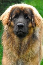 Big Fluffy Black And Brown Dog Breeds Leonberger Information And Pictures Leonbergers Leonberger Dog Dogs Dog Breeds