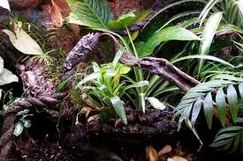 Which wood should not be used in a vivarium? Decorating Your Vivarium Evolution Reptiles