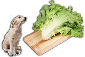 Check spelling or type a new query. 2021 Can Dogs Eat Lettuce Leaves Is Lettuce Good For Dogs