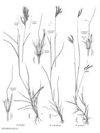 Image result for Bothriochloa bladhii