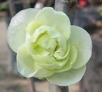 Maybe you would like to learn more about one of these? Flowering Quince O Yashima White Flowering Quince Fruiting Zone 5a