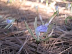 Image result for Nervilia crociformis