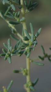 Image result for Suaeda monoica