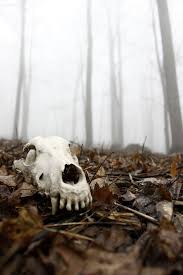 Black Bone Forest Treasure Location Skull Bones Animal Forest Nature Decay Rp Canine Animal Skeletons Animal Bones Natural Form Art