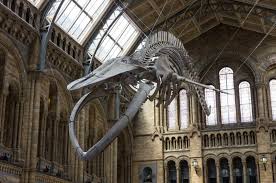 Il abrite une impressionnante collection de plantes séchées, de squelettes d'animaux, de fossiles, de roches ou de. Top 15 Musees Londres Quels Musees Voir A Londres Londressecret Com