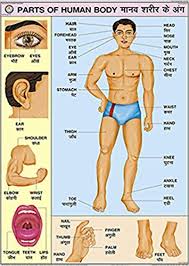 buy parts of human body chart 70x100cm book online at low