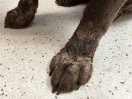 Image result for scabies dogs detail