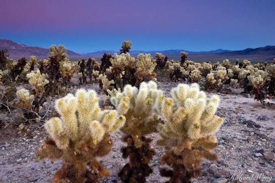 Cholla Cactus Garden Photo | Richard Wong Photography