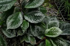 Image result for Elatostema monticola