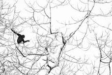Kaziranga Wildlife Photography Workshop