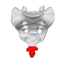 90.000 stichwörter und wendungen sowie 120.000 übersetzungen. Coccyx Wikipedia