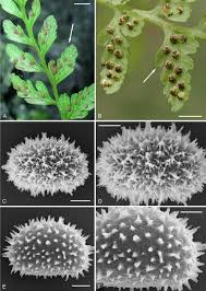 Image result for Pneumatopteris unita