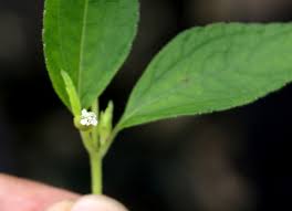Image result for Blainvillea acmella
