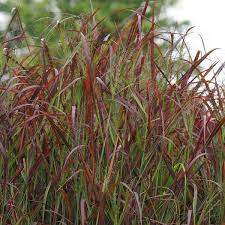 Image result for Rhigozum zambesiacum