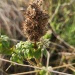 Image result for Cyathula orthacantha