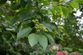 Image result for Hovenia