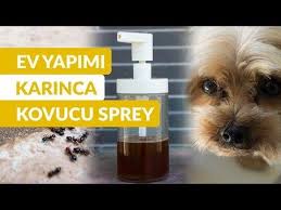 Ev Yapimi Karinca Kovucu Sprey Nasil Yapilir Kiz Kulisi Yesim Makzume Youtube Ev Yapimi Kulis Ve Kar
