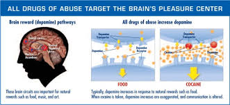 The dopamine transporter can no longer perform its cocaine will stay in your system for a minimum of 3 days. Faq What Happens To Your Brain When You Take Drugs Phoenix House