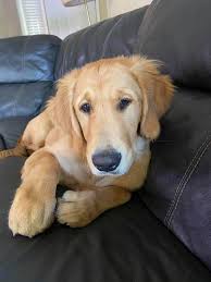 This is my old puppy , Chief. Turns 11 soon. Will probably get a Hogwarts  letter.🧙🏼‍♀️