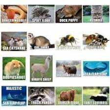 Image Result For Animals Real Names Sea Flap Flap Funny Animal Names Funny Animal Memes Funny Animal Quotes