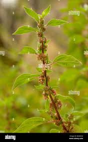 Image result for Parietaria