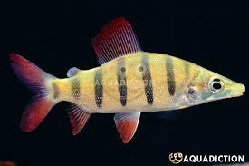 Image result for Dissotis speciosa