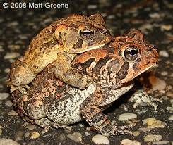 Southern Toad | Outdoor Alabama