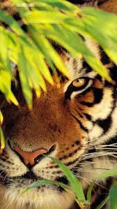 Free Download Iphone 5 Hd Wallpapers 640x1136 Ppt Garden Animals Animals Wild Animals Beautiful