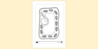 Check spelling or type a new query. Free Plant Cell No Labels Colouring Sheet Colouring Sheets