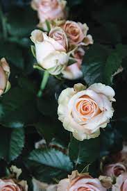 They will be more than happy to help. How To Choose A Grocery Store Bouquet And Make It Last Hither Thither
