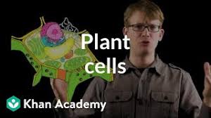 We did not find results for: Plant Cells Video Crash Course Biology Khan Academy