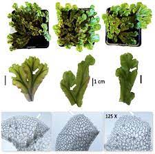 We did not find results for: Frontiers Evolutionary History Of The Marchantia Polymorpha Complex Plant Science